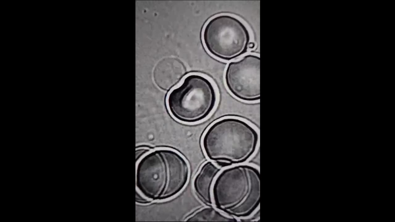 Synthetic Red Blood Cells Harvesting Energy