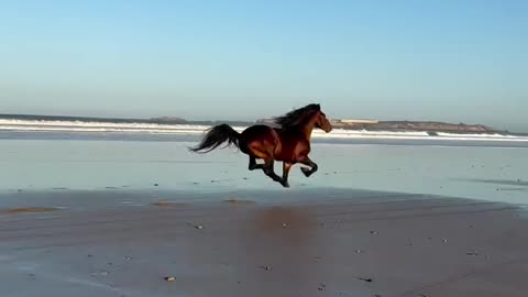 Majestic Horse Running by the Sea – Pure Freedom!