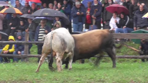 Zećo od Đulana vs Kobra od Sabka i Seje Banovići 2025