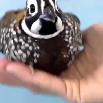 built-in vision stabilization