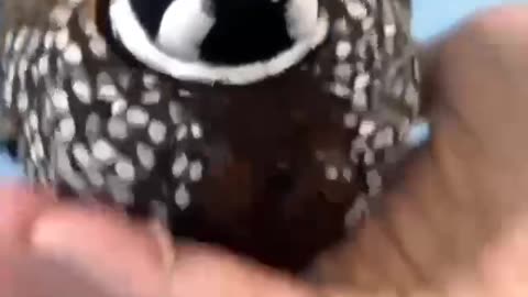 built-in vision stabilization