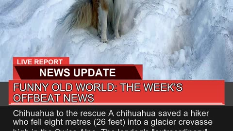 Funny Old World the Weeks Offbeat News