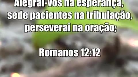 APRENDI A ORAR COM AS FORMIGAS
