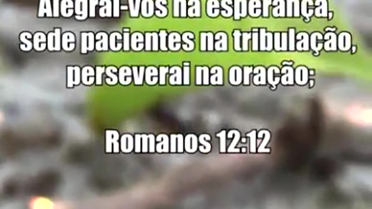 APRENDI A ORAR COM AS FORMIGAS