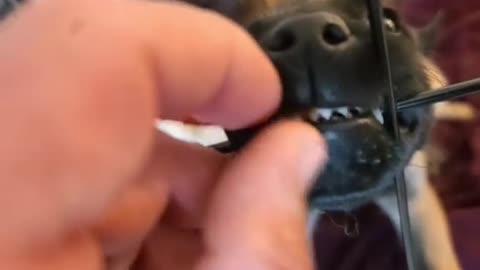 Angry pet