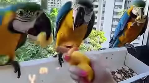 This gentleman saved young birds from a hollow log and cared for them like his own.