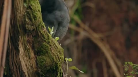 Heaven on Earth | The Most Relaxing Nature Video EverThis Video Feels Like Paradise | Relaxing