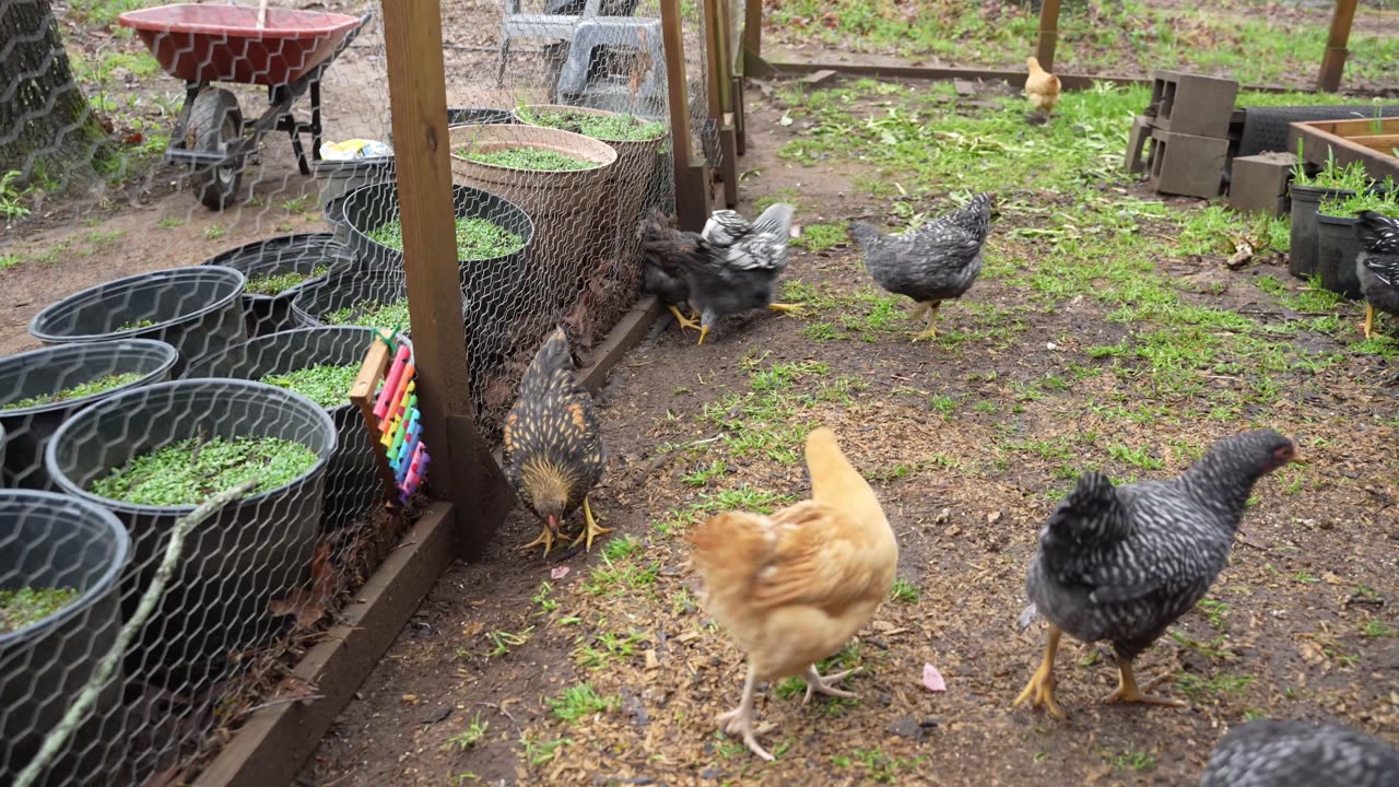 Is there such a thing as "spare" ham? Chicks say no.