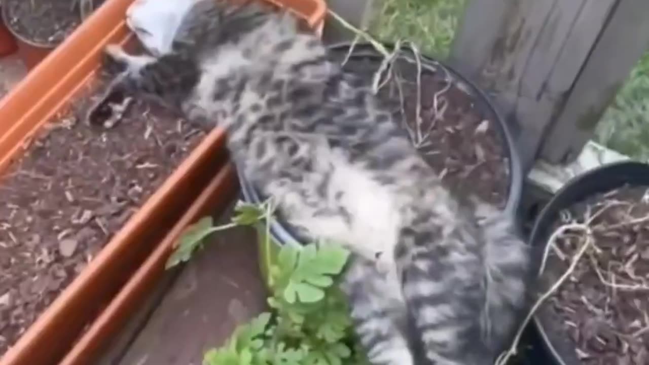 Adorable Kitty Antics | Laugh & Smile Guaranteed 🐾✨