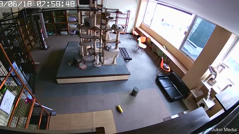 Cats Predict Earthquake Before It Hits - Your Daily Does of Internet
