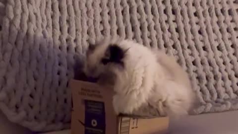 Big Cat, Little Box