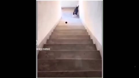 Depend on yourself for happiness. You can always have fun. This dog gets it