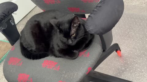 Cute Precious Piper Enjoys Her Clean Office - My Adopted Shelter Cat Vlog