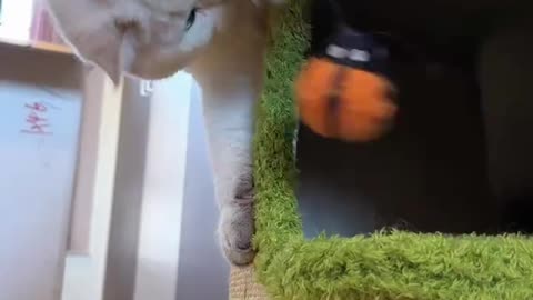 The cat is enjoying its new home.