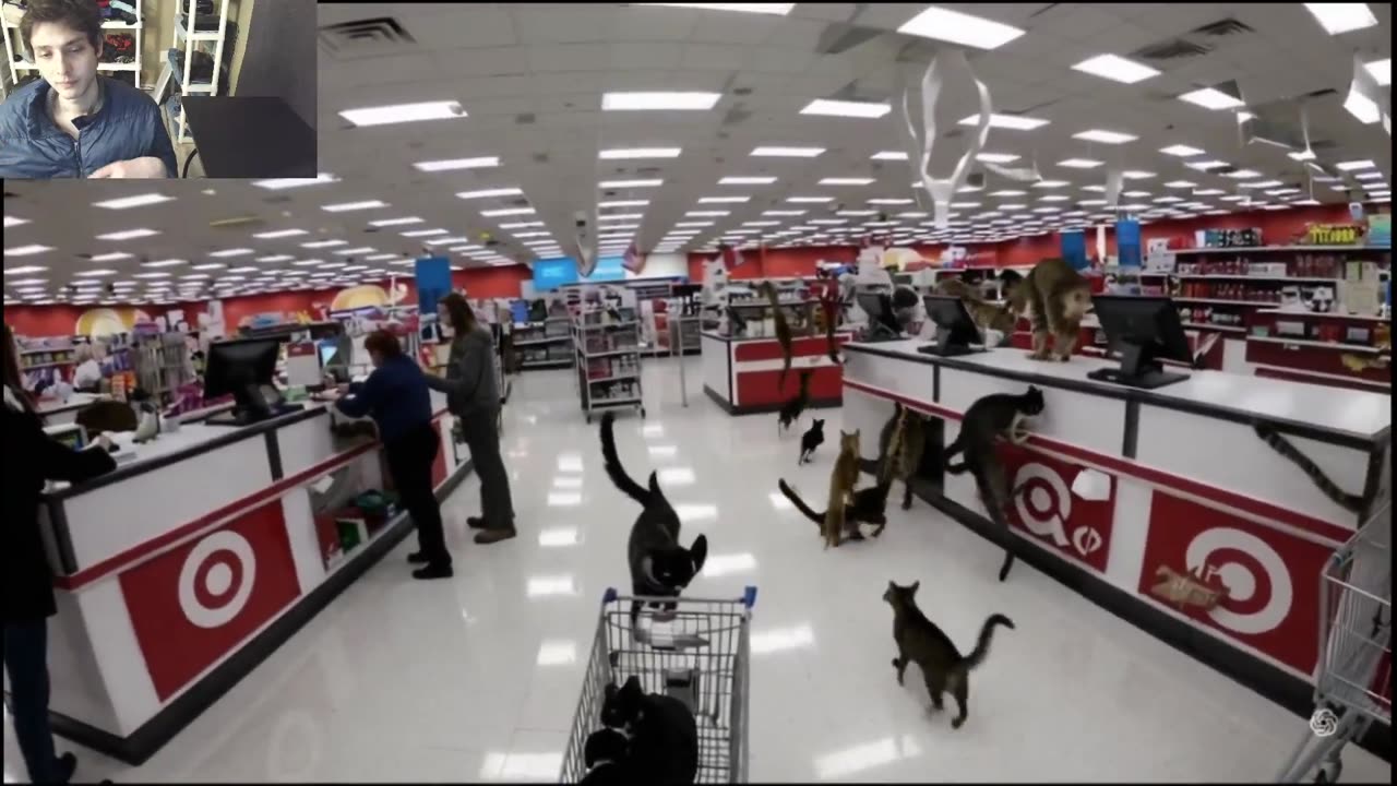 Over 5 Cats Roam Around A Target Store Fake Funny Parody Video With Live Commentary