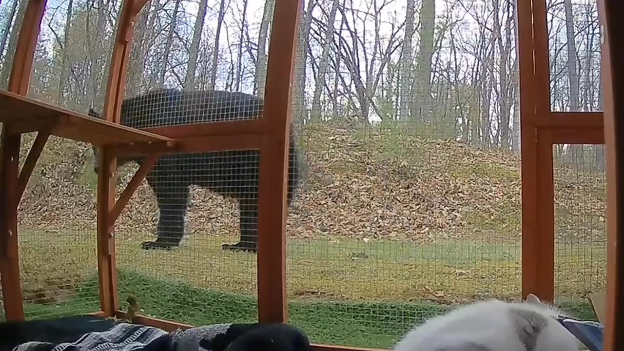 Cat Defends Catio From Curious Black Bear