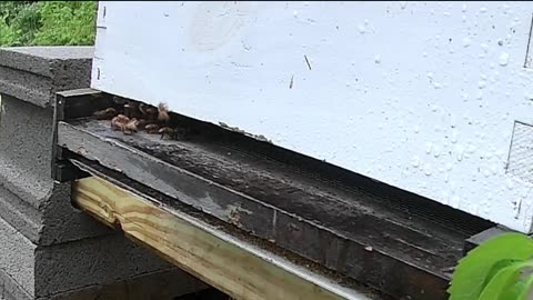 Friday Evening Rain