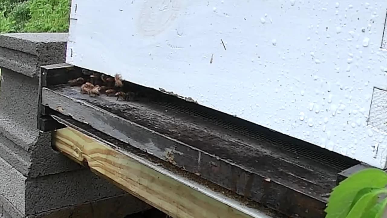 Friday Evening Rain