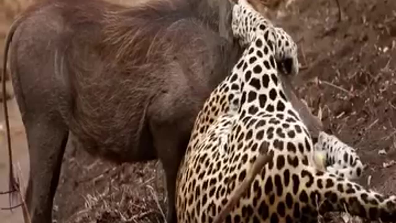 Cheetah Hunting A Warthogs