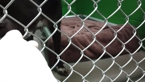 Obi 2y Pet Id 949836 kennel 7 HSSAZ shelter he's pulled away by play time with staff @end20251128665