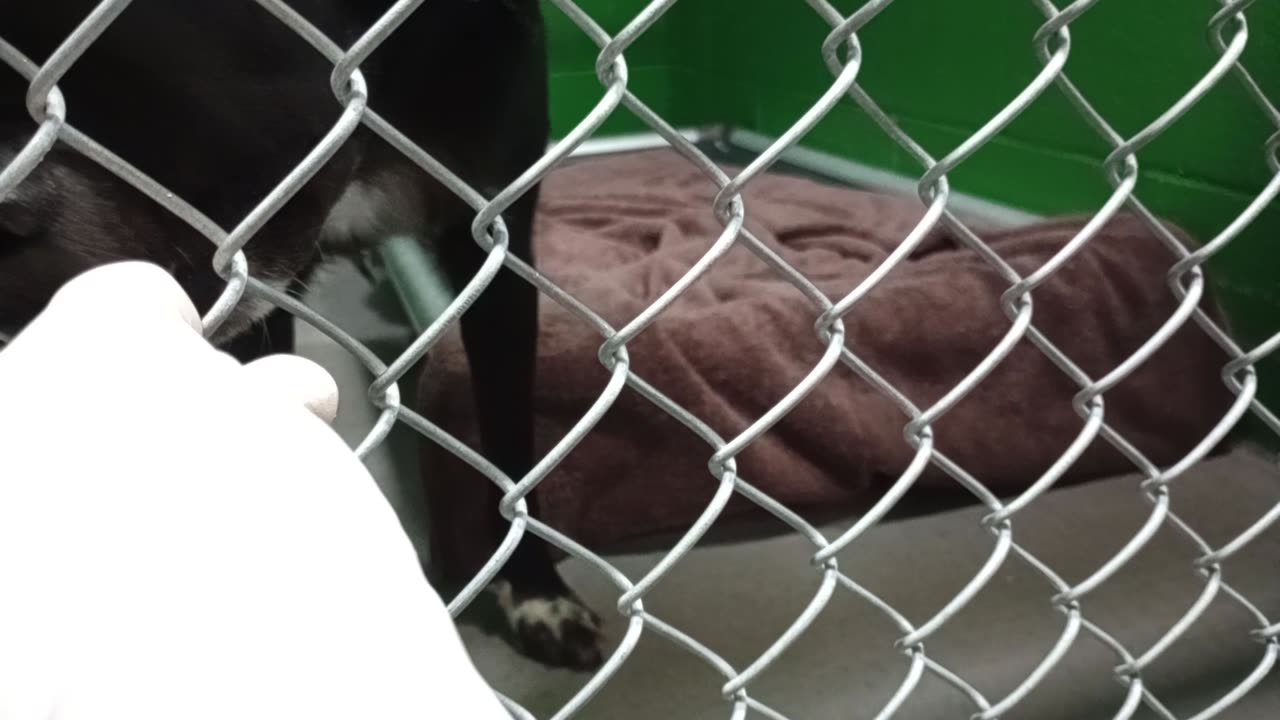 Obi 2y Pet Id 949836 kennel 7 HSSAZ shelter he's pulled away by play time with staff @end20251128665