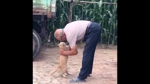 These Cats Are Too Funny to Handle! 😻 Compilation 2025