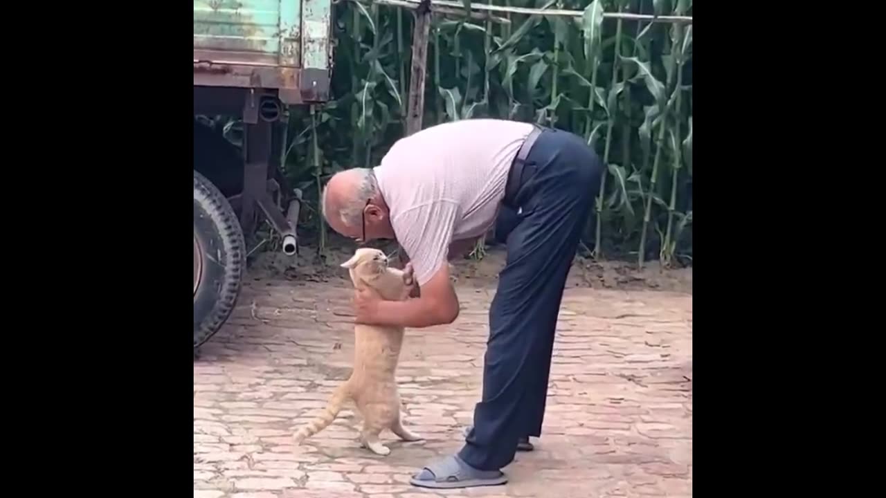 These Cats Are Too Funny to Handle! 😻 Compilation 2025