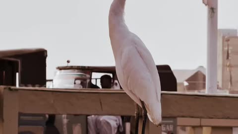 lovely bird Larkana ❤ #maxrecords #larkana #sindh #pakistan