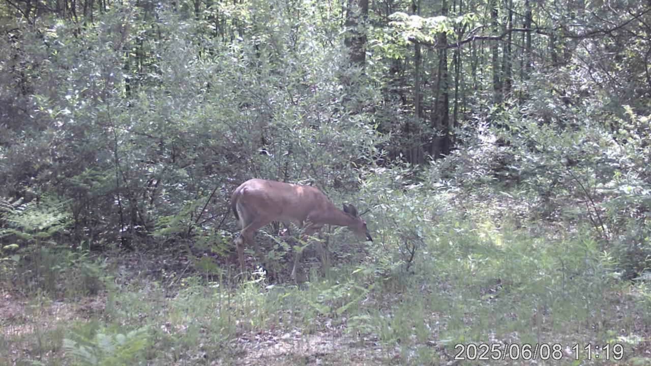 cam 6 4 coyotes are active