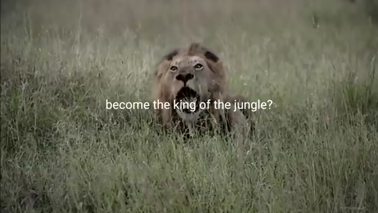 Breaking: LION MENTALITY - Motivational Video