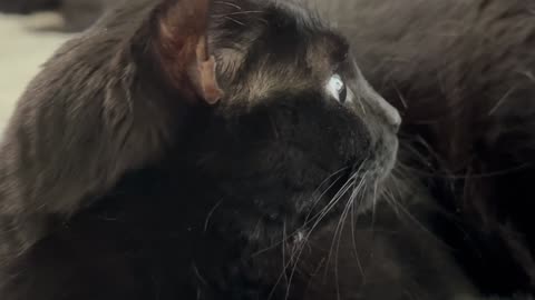 Cute Precious Piper Observes While Being a Lap Cat - Adopting a Cat from a Shelter Vlog