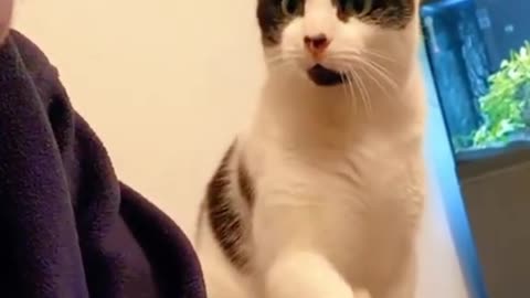 funny pets cat
