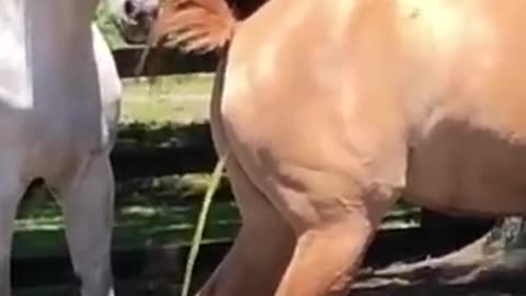Horse's mood before mating