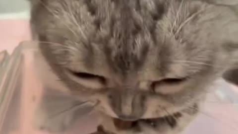 Cats being cats