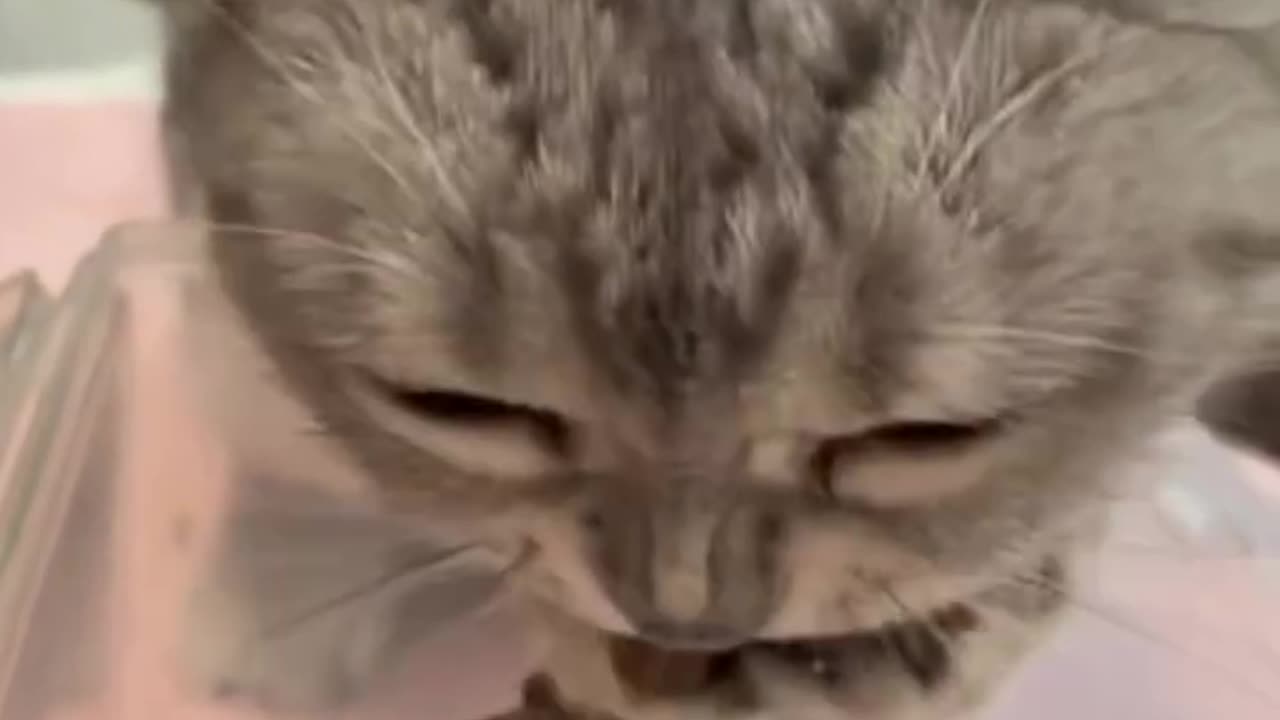 Cats being cats