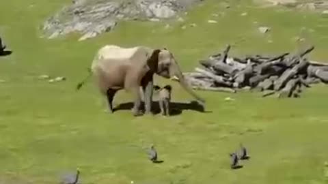 Elephant laughs