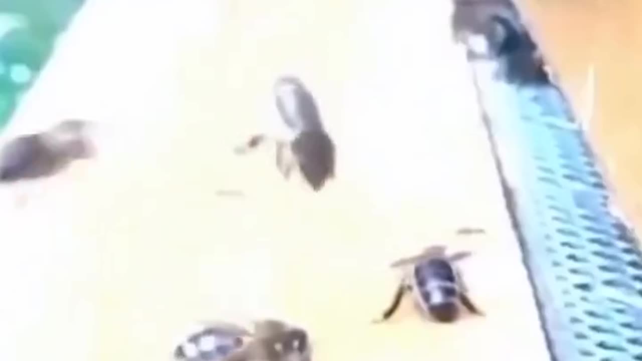 Kingdom of Bees