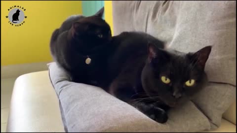Bombay cat prices and care guide
