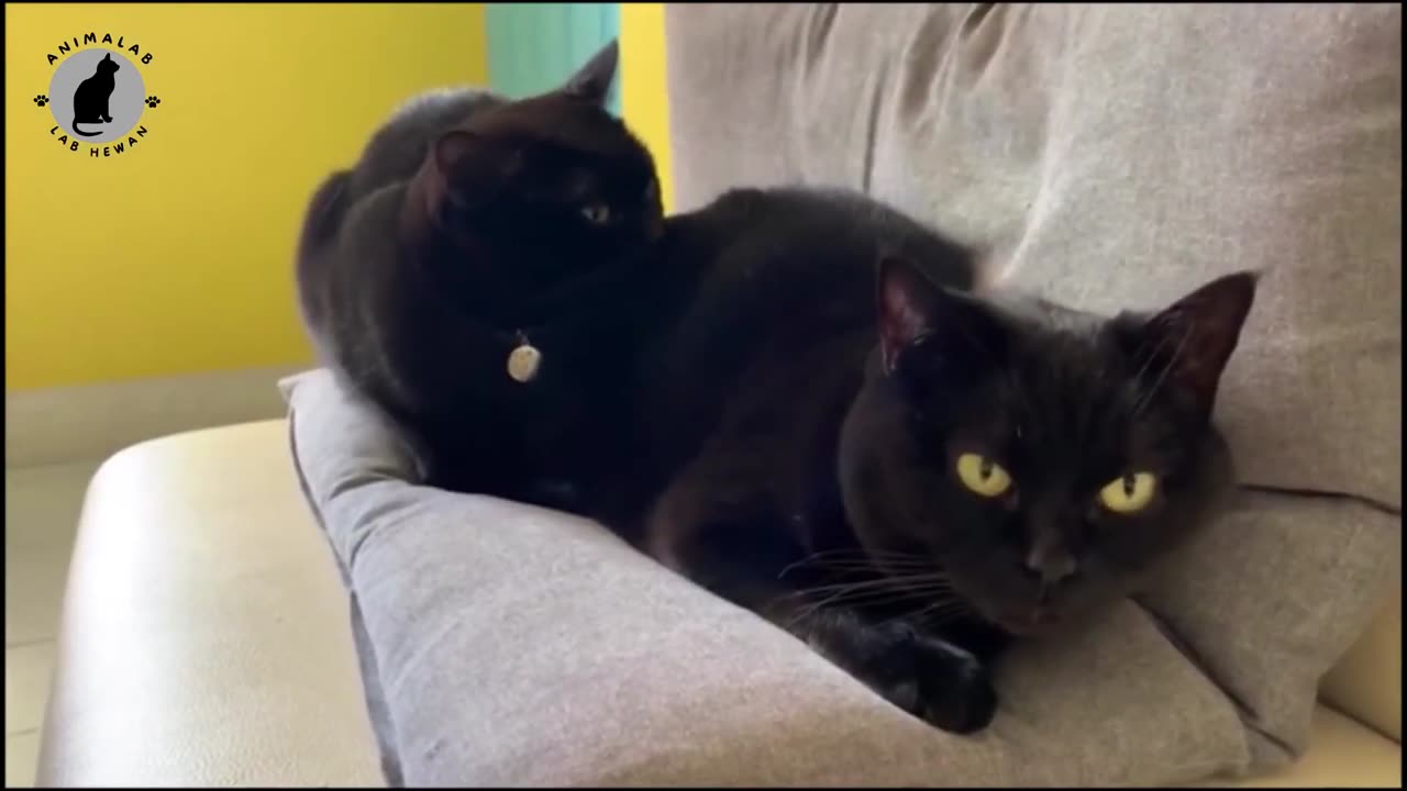 Bombay cat prices and care guide