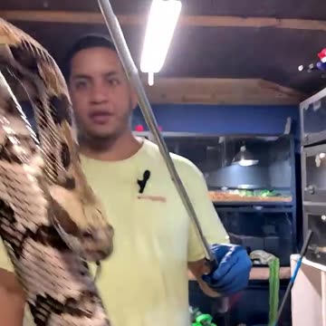 Rattlesnake Bites Cameraman!