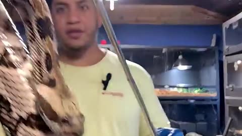 Rattlesnake Bites Cameraman!