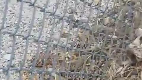 🧟‍♂️🐍 You Won't Believe This Snake's Bold Move! | FunFM