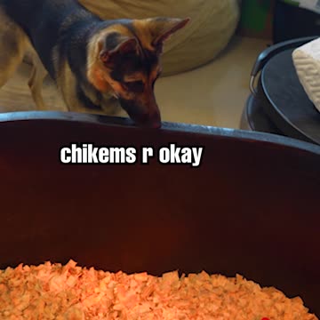 German Shepherd meets baby chicks