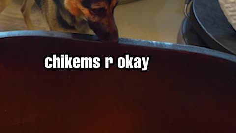 German Shepherd meets baby chicks