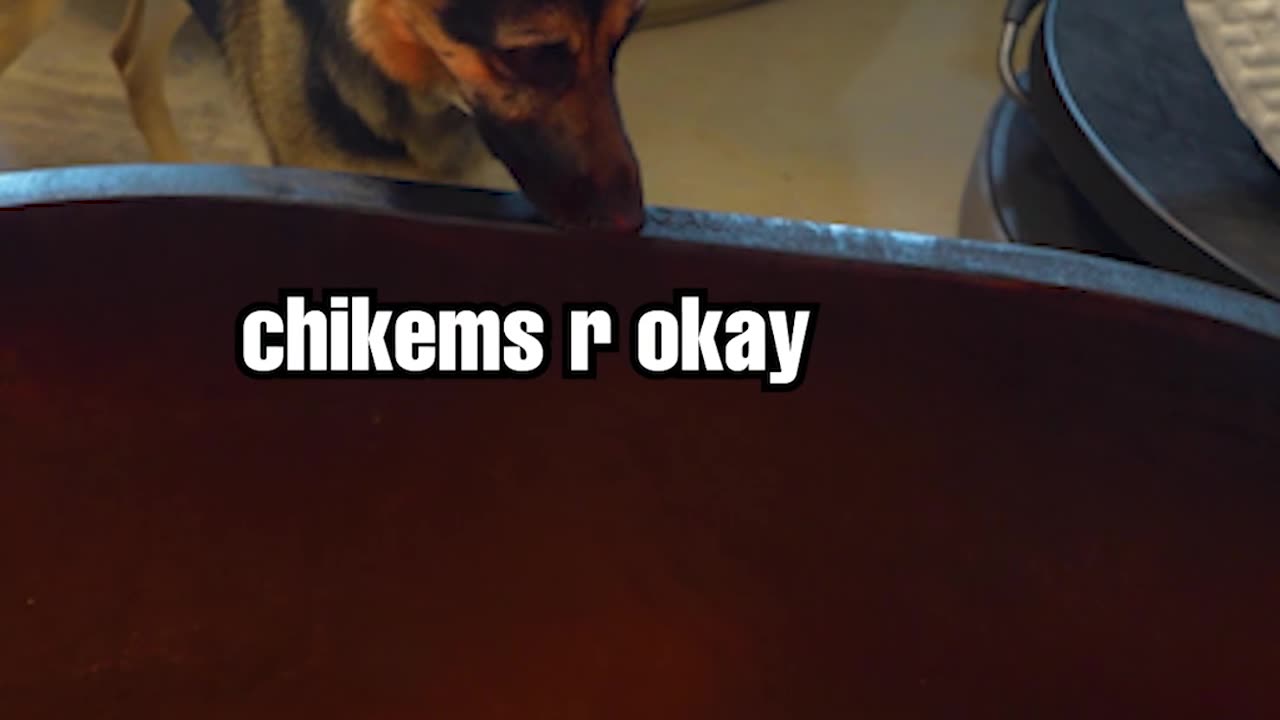 German Shepherd meets baby chicks