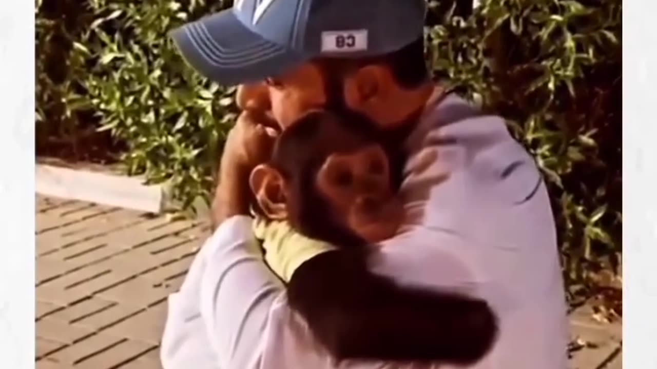 Pet animals