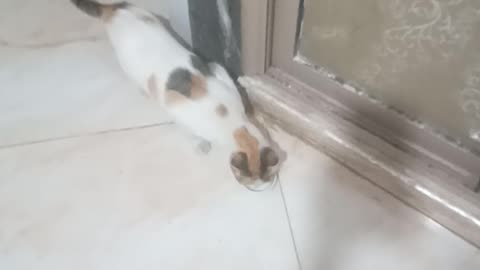 The President of the United States' cat 🤩🤩🤩