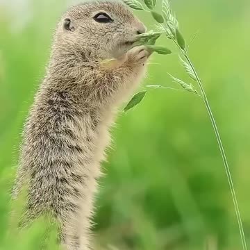 European Ground Squirrels Funny animal videos, Cute small animals, Cute animal video 😍