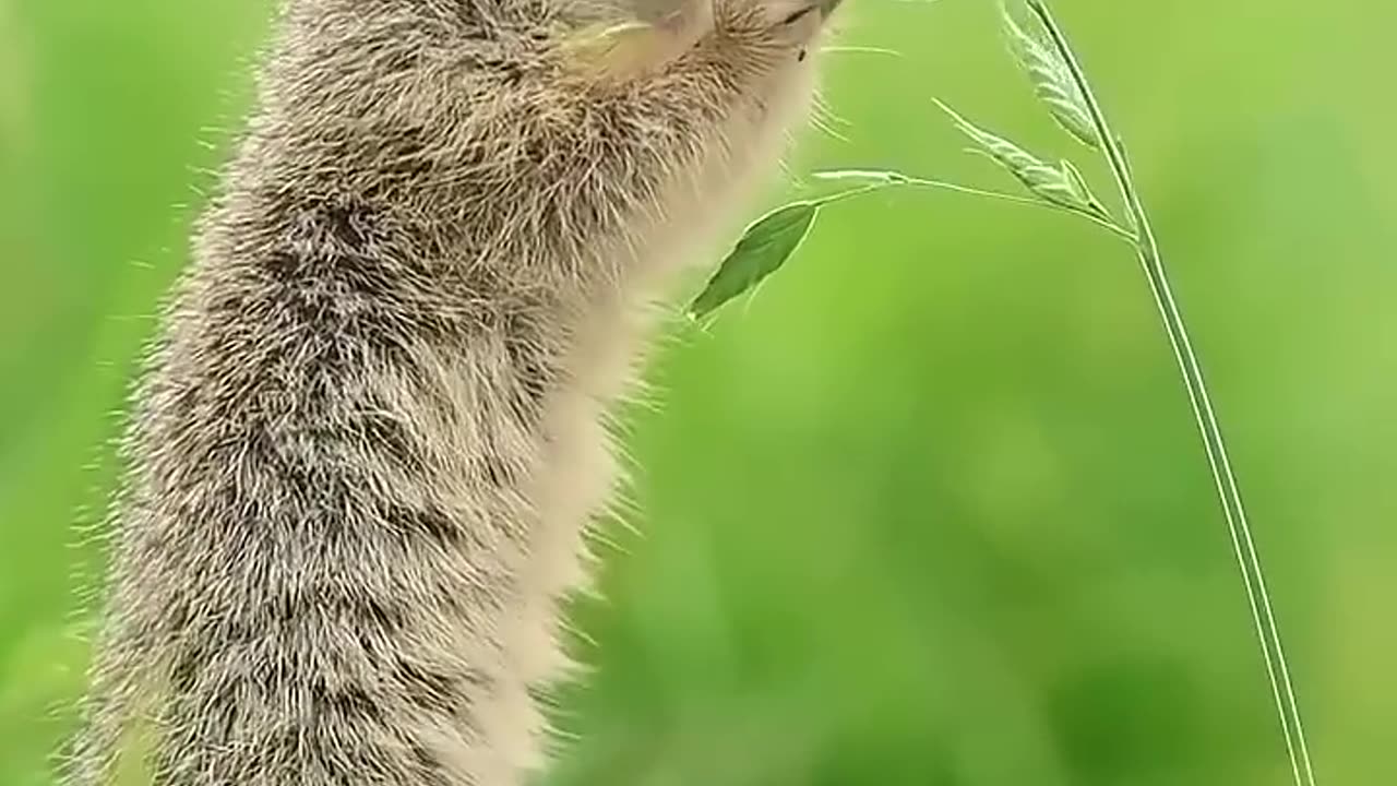 European Ground Squirrels Funny animal videos, Cute small animals, Cute animal video 😍