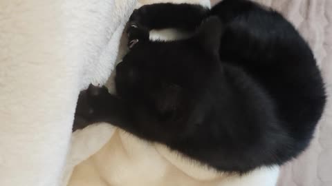 The kitten is sucking.